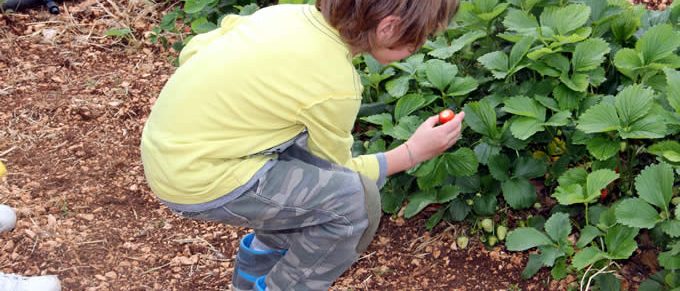 Immagine 4: Gli alunni della Scuola Tinelli a lezione in masseria didattica