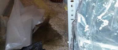 Immagine 5: Maltempo: Scuola Cappuccini chiusa, strade e cantine allagate