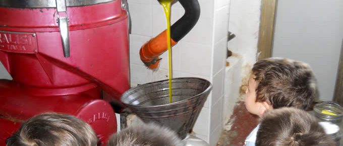 Immagine 2: Lamadacqua: entusiasmo per la raccolta delle olive e l'ottimo olio prodotto