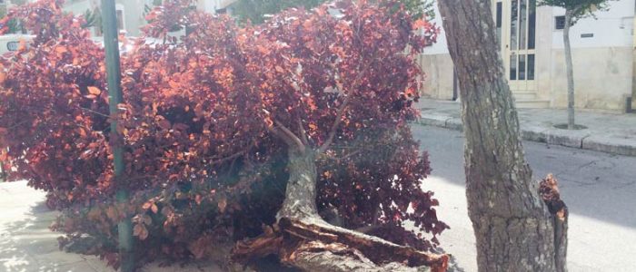 Immagine 2: Cade albero in Via Cesare Battisti