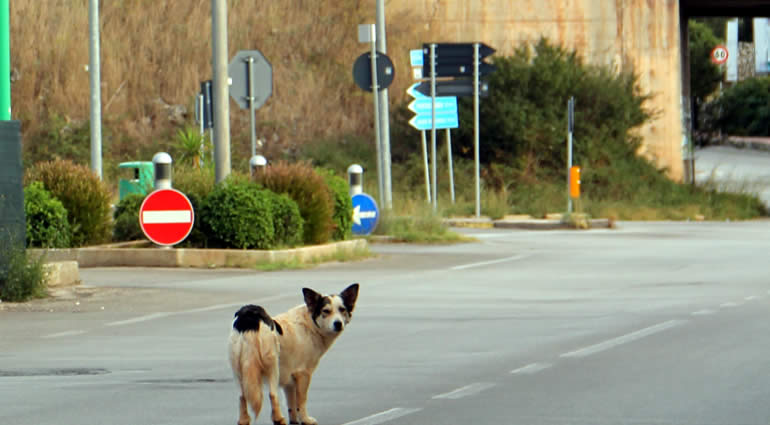 Avviso per assicurazione su cani randagi