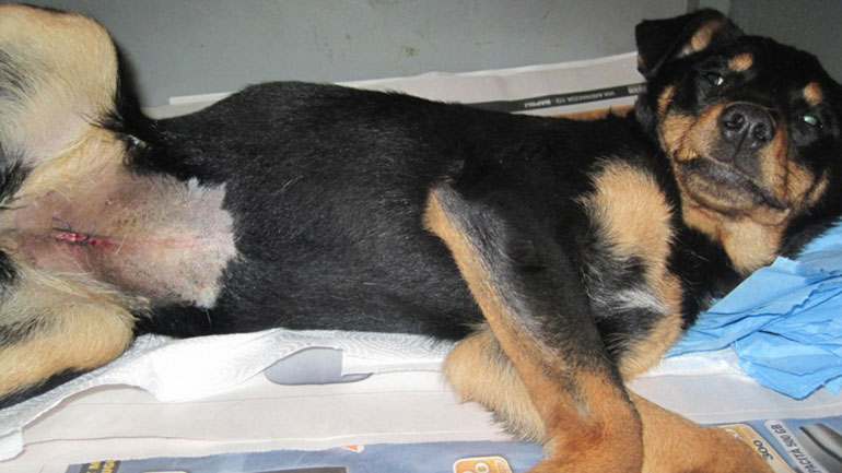 Sterilizzazione cani padronali: ancora disponibili le risorse