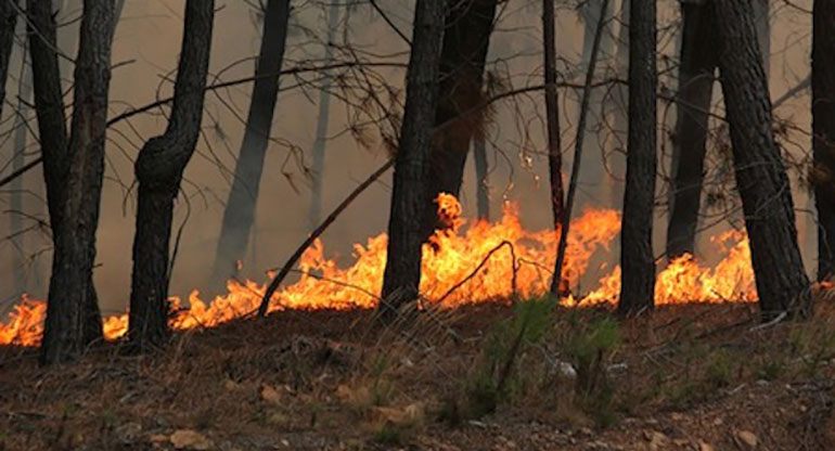 Incendi boschivi, Ordinanza del Comune di Noci