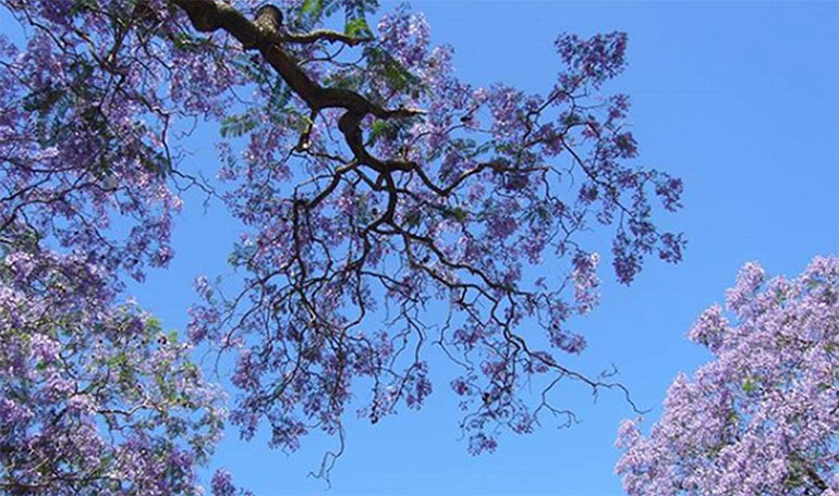 Jacaranda