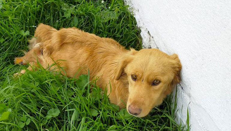Raggiunto da un colpo di fucile ad aria compressa, gara di solidarietà per salvare Peppe