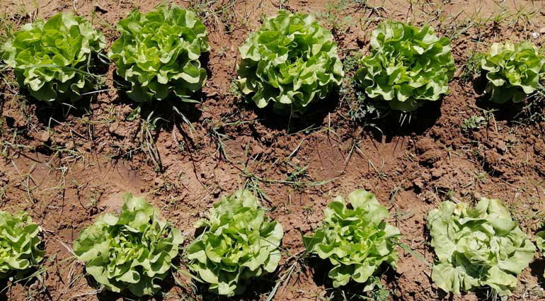 Ordinanza regionale per lo svolgimento in forma amatoriale delle attività agricole