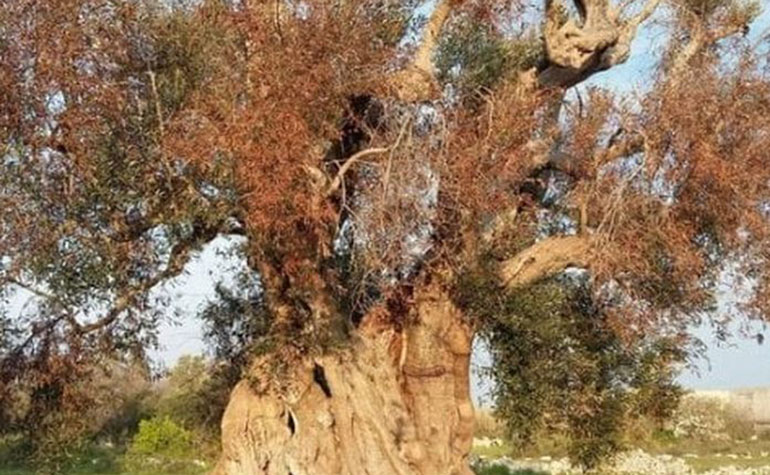 Direzione Italia: Situazione Xylella “preoccupante”