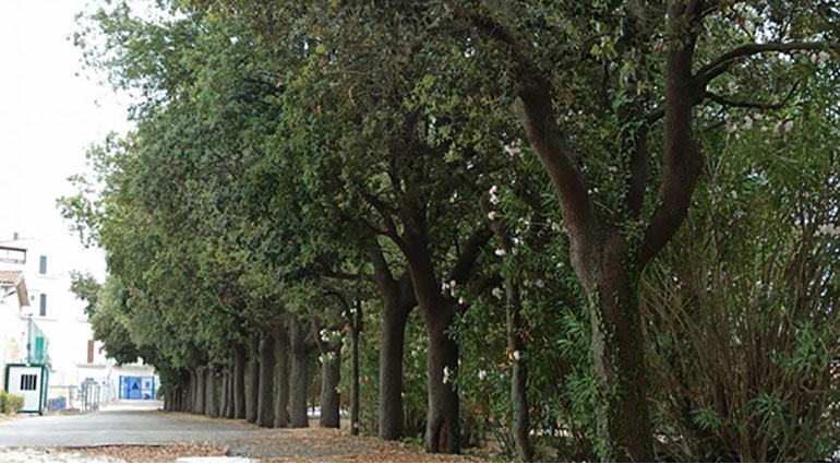 Interventi di riqualificazione del verde pubblico
