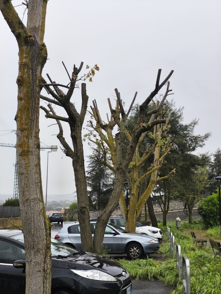 Alberi capitozzati, sicurezza o cattiva gestione del verde pubblico?