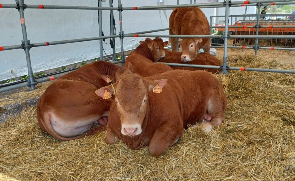 Due focolai di tubercolosi bovina, la preoccupazione di Coldiretti